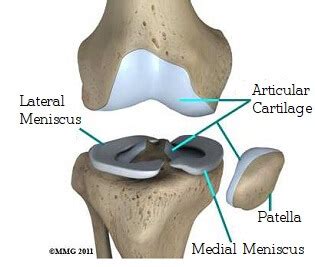 Knee Joint Anatomy: Structure, Function & Injuries - Knee Pain Exp