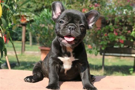 Black brindle French bulldog puppies - TomKings kennel