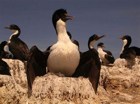 Birdwatching Robinson Crusoe Island – Untamed Travelling