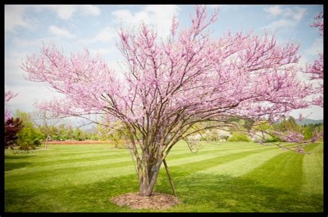 Redbud Trees