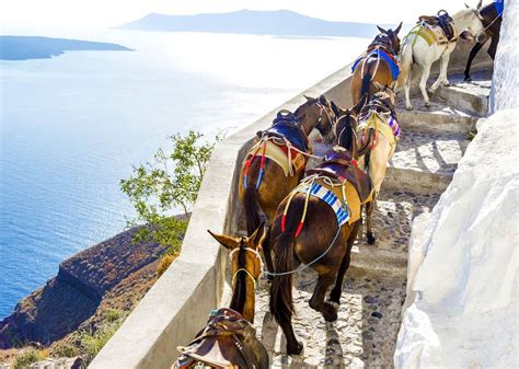 Tourists In Santorini Urged To Take The Steps Instead Of Riding Donkeys ...