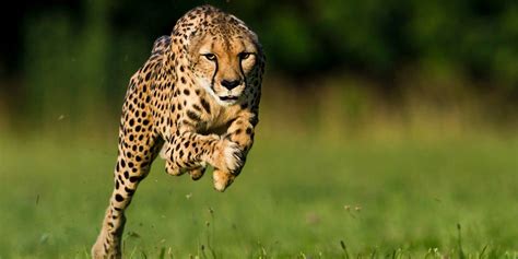 The fastest animals Top 10. Animals speed | DinoAnimals.com