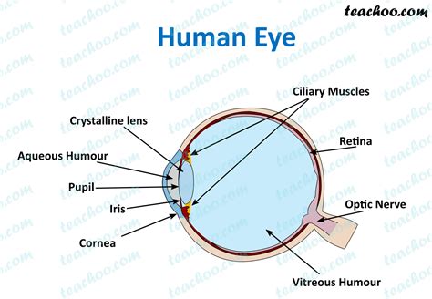 What is inside our eyes? - Light Class 8 Science - Teachoo