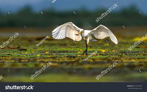 1,582 Intermediate Egret Images, Stock Photos & Vectors | Shutterstock