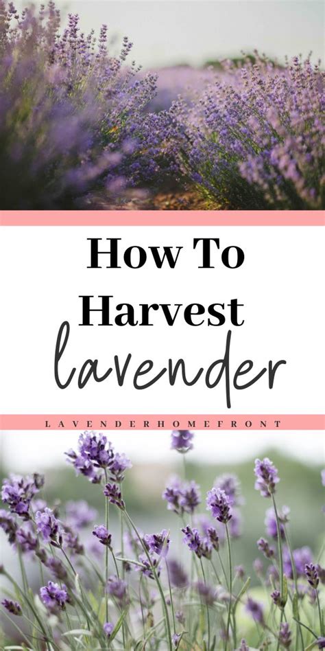 Harvesting Lavender - how to harvest lavender | Harvesting lavender, Lavender plant, Harvest