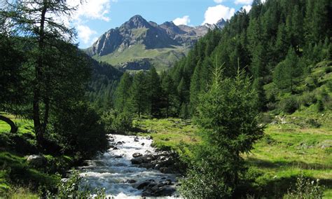 Research set to take European forest assessment to new heights - RMIT University