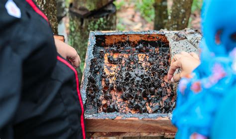 Sweet dreams: Malaysia’s stingless bee honey creates a buzz in Mideast | Arab News