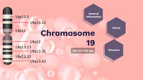 Chromosome 19 by Cristiano Rossi on Prezi