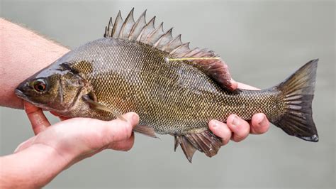 A major Australian river is running out of native fish | Sunshine Coast ...