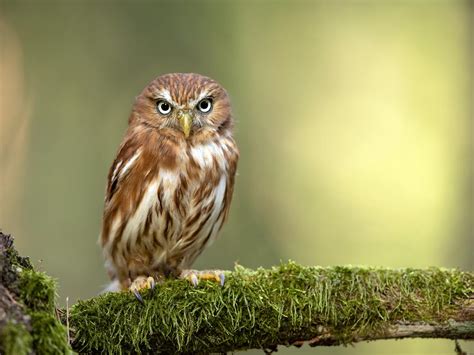 Ferruginous Pygmy-Owl Bird Facts (Glaucidium brasilianum) | Birdfact