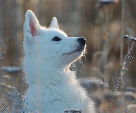 Baby White Wolf Wallpapers - Wallpaper Cave