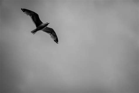 Flying Seagull in Black and White · Free Stock Photo