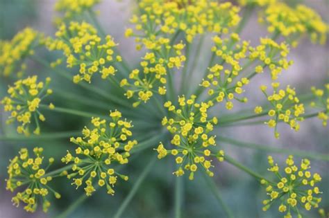 Growing Dill: The Complete Guide to Plant, Grow and Harvest Dill