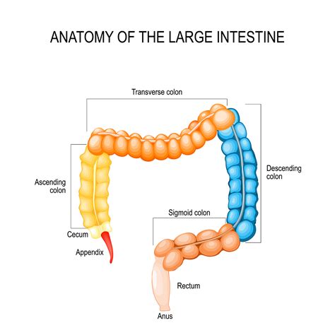 Large Intestine