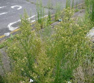 Seasonal Wild Flowers - Canadian Fleabane