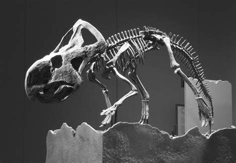 Protoceratops skeleton, Chinasaurs exhibit, Science Museum of Minnesota ...