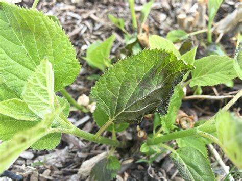 Hydrangea arborescens 'Annabelle' Frost Damage [Backyard Neophyte Landscaping Blog]