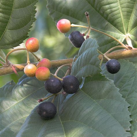 Phalsa /FalsaFruit - Fruit Plants & Tree – Exotic Flora