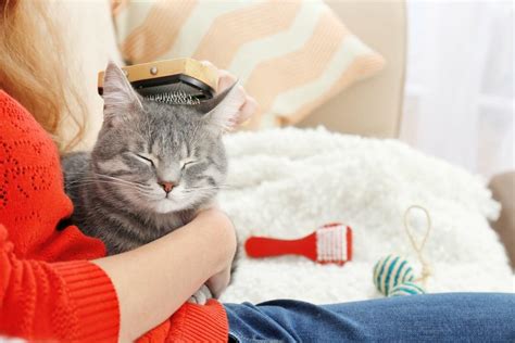 Why it is Important to Groom Cats? - Animal Behavior College