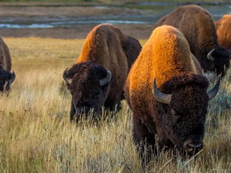 Plains Bison | Species | WWF