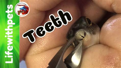 How to Trim Puffer Fish Teeth - YouTube