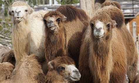 Camelops: North American Ancestor of All Camels - Historic Mysteries