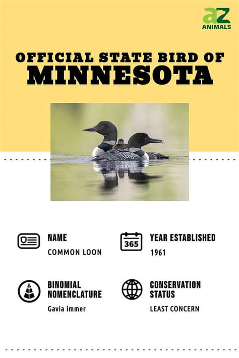 Discover the Official State Bird of Minnesota - A-Z Animals