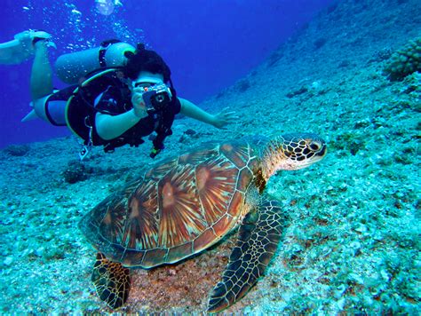 Marine Biologist With Animals