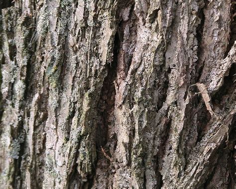 Free picture: walnut, tree, bark