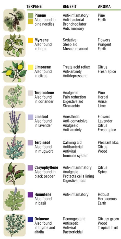 Cannabis Terpene Information | Strain Terpene Profiles