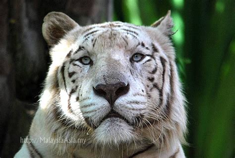 The Balinese extinct tiger (EX) | Animales extintos, Extintos, Animales