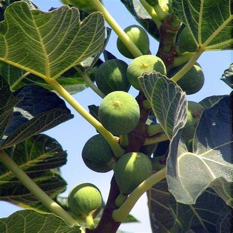 Ficus carica 'Kadota' ~ Kadota Fig – ServeScape