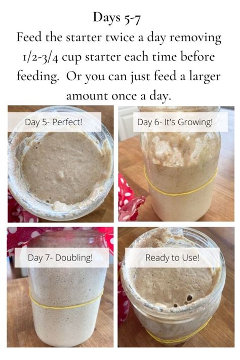 Sourdough Starter Recipe | Simple Easy Sourdough Starter Step by Step - The Everyday Farmhouse