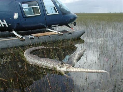 Python hunters target invasive snakes overrunning Florida Everglades | CBC News