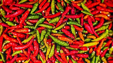 Malaysian chilli producers consider filing anti-dumping petition | Malaysian, Chilli, Petition