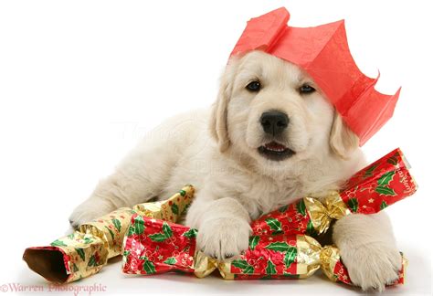 Dog: Golden Retriever pup at Christmas photo WP20047