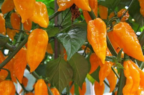 Orange Ghost Pepper Seeds - Etsy