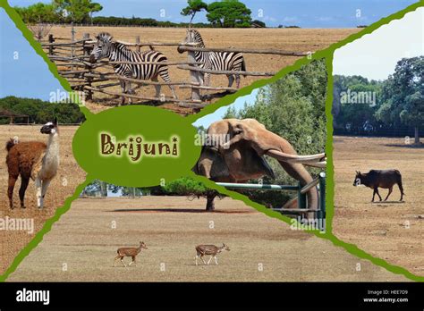 Brijuni national park safari collage, Isria, Croatia Stock Photo - Alamy