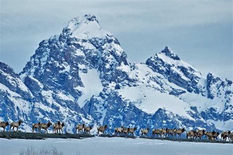 Things To Do in Grand Teton National Park in Winter