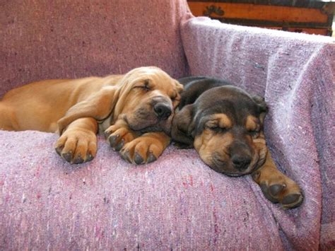 Bloodhound puppies picture in tan and brown.jpg (1 comment) Hi-Res 720p HD