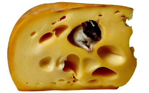 Cheese Wallpapers - Wallpaper Cave