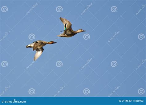 Green-Winged Teal Flying in a Blue Sky Stock Image - Image of soaring, duck: 31146491