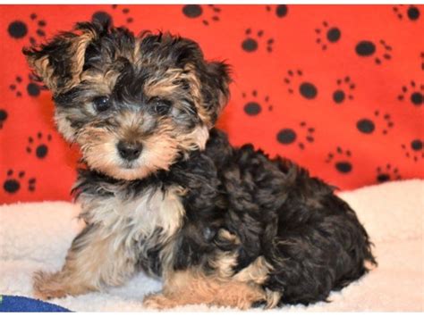 Yorkie Bichon-DOG-Female-Black-Tan-2087195-My Next Puppy