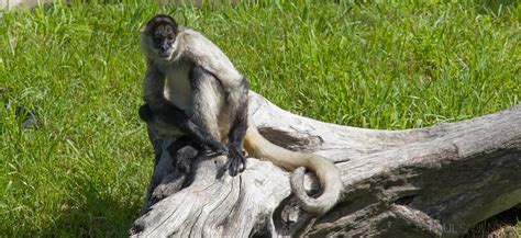 Calgary Zoo Archives - Paul Saulnier