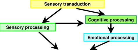 The perceptual process | Download Scientific Diagram