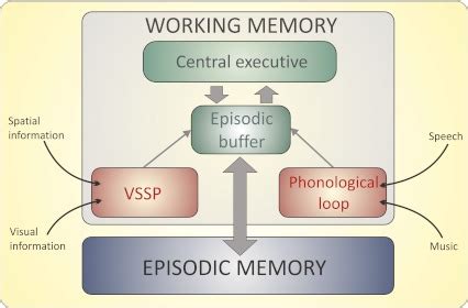 Baddeley’s working memory model (adapted from Baddeley 2012). The... | Download Scientific Diagram