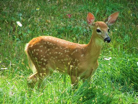 white-tailed deer, fawn, spots, cute, grass, adorable, baby, baby deer ...