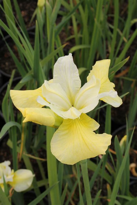 Iris Sibirica Butter & Sugar. - Wetland Plants