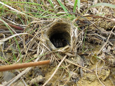 Blue Jay Barrens: Burrowing Wolf Spider - 2011