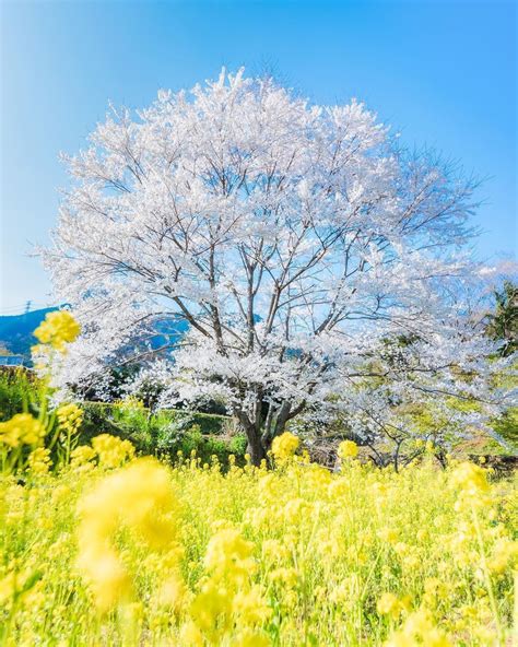 Cherry Blossom Japan, Cherry Blossoms, Kanagawa Prefecture, Japan Japan, Blossom Trees, Japan ...